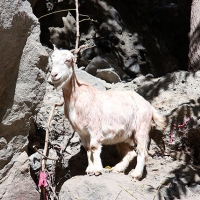Cheeky Goat