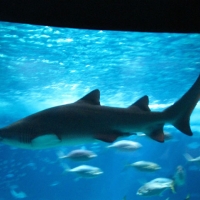 Lisbon - Aquarium